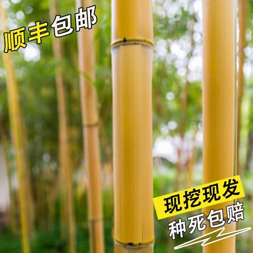Золотые бамбуковые саженцы двор четыре сезона вечнозеленые пурпурные бамбуковые саженцы с зеленым бамбуком в северном холодном резистентном сеянке