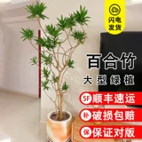 Джинсин Лили бамбук настоящий зеленый растение гостиная Большой зеленый листовый кастрюль с горшками.