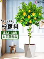 Лимонное дерево 1,5-1,7 метра (белый ромбовидный горшок) поставляется с коричневой шелковой поверхностью + удобрение.