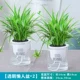 Phnom Penh Chlorophytum Good Morning Pots 2 горшка [два горшка для свежего воздуха] + питательный раствор + галька