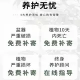 Phnom Penh wanging orchid orchid green green plant watch Комнаты Гидропонный уход за водой Очистка воздуха четыре сезона вечнозеленую гостиную лениво, чтобы поднять