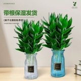 Гуаньян бамбук богатый бамбуковый гидравлический растение с корневыми цветами