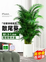 [Доставка до вашей двери] 10 высококачественных подсолнухов с хвостиками высотой 1,3-1,6 метра★Умный водопоглощающий бассейн★Вечнозеленый круглый год