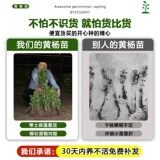 Семена с небольшим листьем, семена дыни, саженцы для шариков в боксе, саженцы сада, саженцы с однорубежным деревом, саженцы с большими листьями в боксе