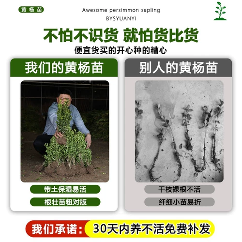 Семена с небольшим листьем, семена дыни, саженцы для шариков в боксе, саженцы сада, саженцы с однорубежным деревом, саженцы с большими листьями в боксе