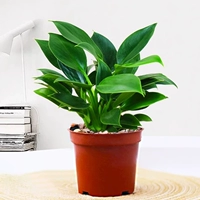 Золотой бриллиант 15 см + оригинальный тазик для почвы + питательный раствор [ограниченная продажа]