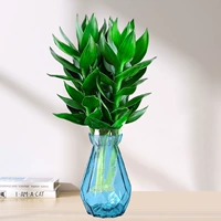 3 бамбуковых дерева Гуаньинь (бутылка с синим бриллиантом) + питательный раствор