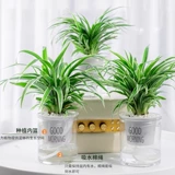 Phnom Penh wanging orchid orchid green green plant watch Комнаты Гидропонный уход за водой Очистка воздуха четыре сезона вечнозеленую гостиную лениво, чтобы поднять