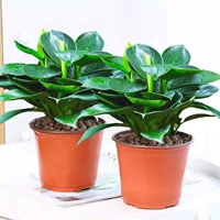 Питательный раствор, 20-25см