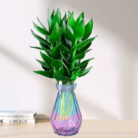 3 бамбуковых дерева Гуаньинь (бутылки с цветными бриллиантами) + питательный раствор