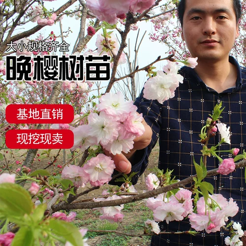 Саженцы японской вишни во дворе, большая поздняя вишня в горшке, посадка четырех сезонов на север и юг, посадка пейзажных деревьев, озеленение саженцев