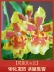 Одна ветка Flower Cat Oncidium [доставляется с цветами и наполнена ароматом]