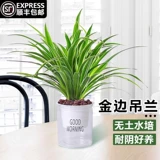 Phnom Penh wanging orchid orchid green green plant watch Комнаты Гидропонный уход за водой Очистка воздуха четыре сезона вечнозеленую гостиную лениво, чтобы поднять