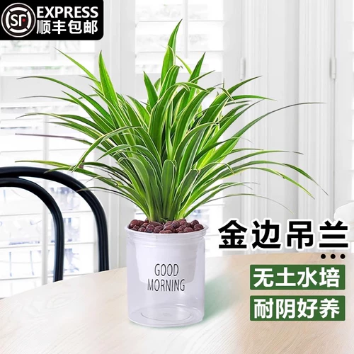 Phnom Penh wanging orchid orchid green green plant watch Комнаты Гидропонный уход за водой Очистка воздуха четыре сезона вечнозеленую гостиную лениво, чтобы поднять
