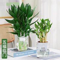 [Комбинация Руйи] Гуаньян Бамбук (Зимний стеклянный стекло)+богатый бамбук (ранний бонсай) отправить раствор для питания