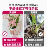 Растения в горшках онцидиума с бутонами, духи, ароматная орхидея мечты, цветы орхидеи на балконе в помещении, зеленые растения, которые легко выращивать на гидропонике осенью и зимой.