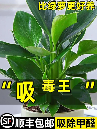 Золотая бриллиантная грудь -платительная крупная зеленая зеленая принцесса зеленый укроп Гидропонный растение Внутреннее зеленое растение Зеленые растения можно сохранить для удаления формальдегида четыре сезона вечнозеленые