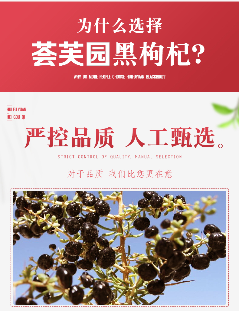 荟芙园  正宗野生黑枸杞 500克 图2