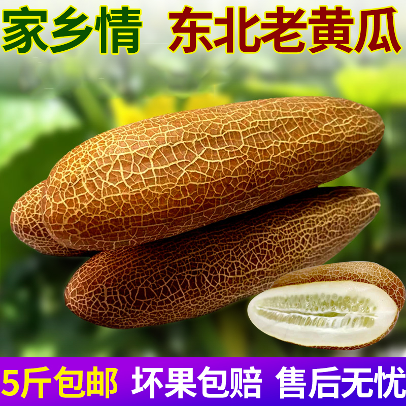 Northeast farmhouse vegetables old cucumber grow fresh pickled cucumber hemp skin old cucumber grow old cucumber about 5kg