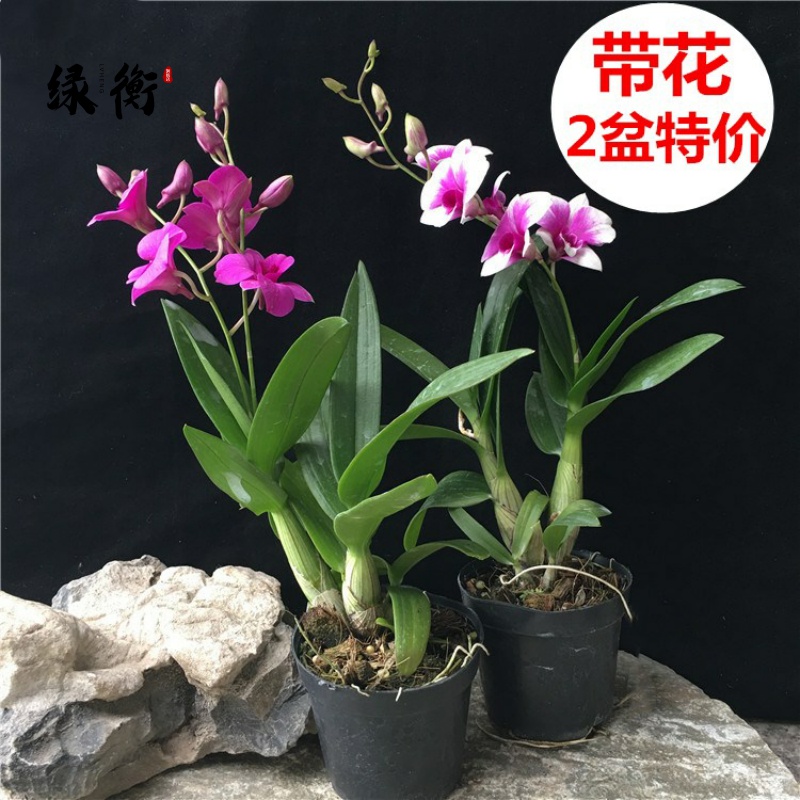 Four Seasons Phalaenopsis Dendrobium potted plants with flower bud foil office indoor desktop dream orchid orchid with scented plant