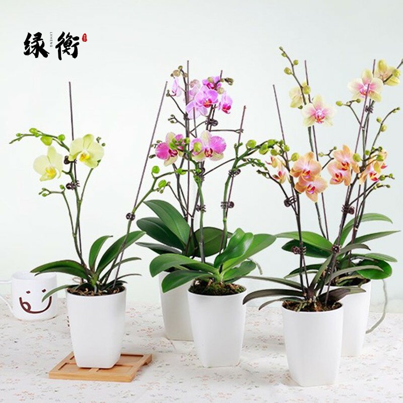 Butterfly Orchid Flower Potted Room All Season View Flowers Plant Orchid Fry's Desk Green Planted Water Petted Bonsai Easy To Recuperation 