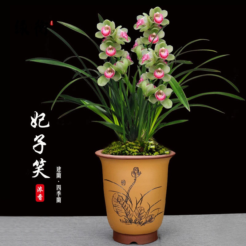 Broccoli Miao courtesans Smiling Thick And Fragrant Orchid Potted Plants Jianlan All Season Lan Good Raising Room Balcony Living Room Green Planting Flowers 