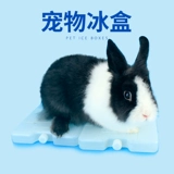 Хомяки лето во время летнего тепло охлаждения поставляют кроличьи голландские свиньи