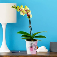 Phalaenopsis Apple+Polo Pot