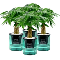 Доброе утро зеленый горшок Fatches Fortune Tree 4 Pot