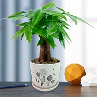 Керамический бассейн одуванчика (единственный выстрел дерева удачи)