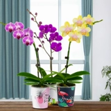 Водяной мох плюс орхидея в горшках цветочниц, цветы и стрелы.