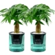 Доброе утро зеленый горшок с деревом 2 горшок