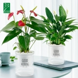 Красная ладонь и белая ладонь четыре сезона цветочные зеленые растения ленивые ленивые ленивые сделайте гостиную на рабочем столе на рабочем столе