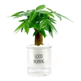 Дерево изготовления Небольшие растения зеленые растения с легкими ресторанами и гидропонным офисным зданием горшок горшок с горшками двойной магазин