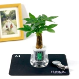 Дерево удачи Гидропонный зеленый цветок офис на рабочем столе