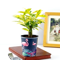 Посыпать золото+горшок с огненной птицей