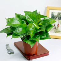 Красная перо горшка зеленый Rill