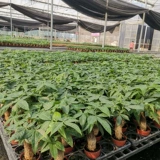 Дерево изготовления Небольшие растения зеленые растения с легкими ресторанами и гидропонным офисным зданием горшок горшок с горшками двойной магазин