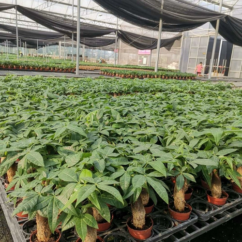 Дерево изготовления Небольшие растения зеленые растения с легкими ресторанами и гидропонным офисным зданием горшок горшок с горшками двойной магазин