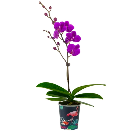 Водяной мох плюс орхидея в горшках цветочниц, цветы и стрелы.