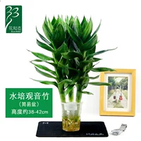 Бутик гидропонный бамбук Гуаньян высокий 1 бассейн (3 в 3)