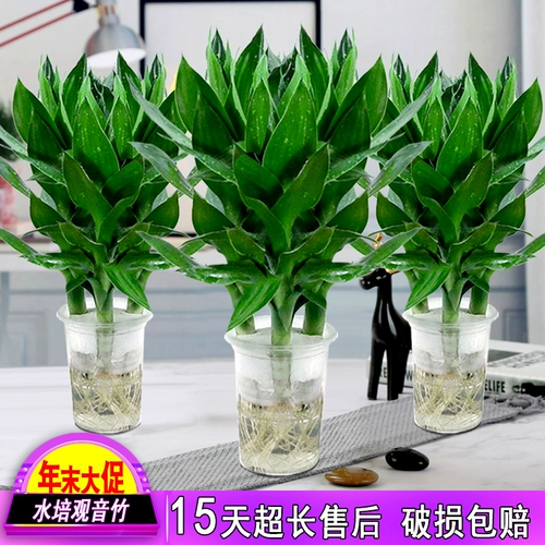 Гидропонная растение горшечная комната в крылох