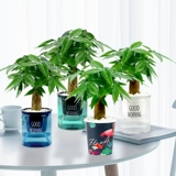 Дерево изготовления Небольшие растения зеленые растения с легкими ресторанами и гидропонным офисным зданием горшок горшок с горшками двойной магазин