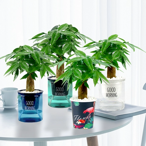 Дерево изготовления Небольшие растения зеленые растения с легкими ресторанами и гидропонным офисным зданием горшок горшок с горшками двойной магазин