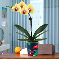 Phalaenopsis asahi+Firebird