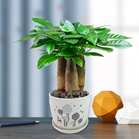 Одушенное керамическое бассейн+3 стержни деревьев удачи