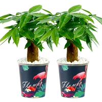 Firebird Basin Fortune Tree 2 Pot Pack