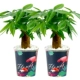 Firebird Basin Fortune Tree 2 Pot Pack