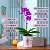 Водяной мох плюс орхидея в горшках цветочниц, цветы и стрелы.