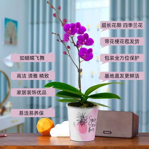 Водяной мох плюс орхидея в горшках цветочниц, цветы и стрелы.